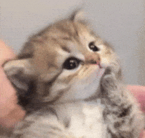 Cute Girl GIF by Bashar