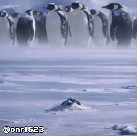 Penguin GIF
