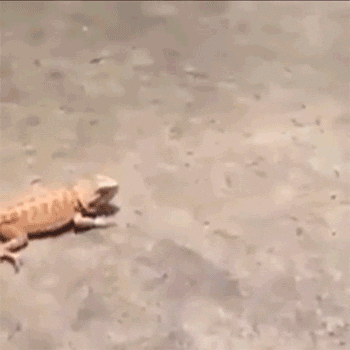 Lizard GIF - Find & Share on GIPHY