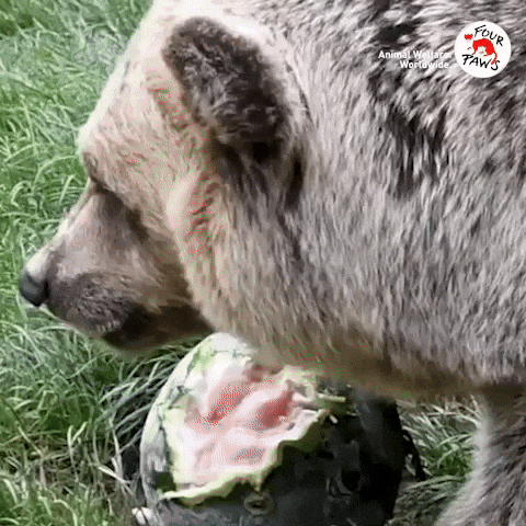 Lets Eat Bear GIF by VIER PFOTEN