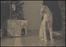 cat slap GIF