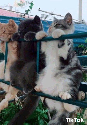 Video gif. Three cats of different colors hang side by side on a rail as their furry faces rest between their front paws. 