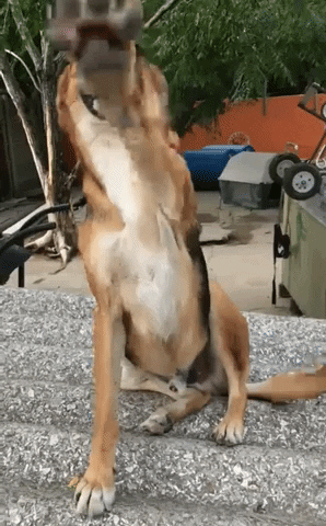 High Five Leonardo GIF by Proyecto 4 Patas
