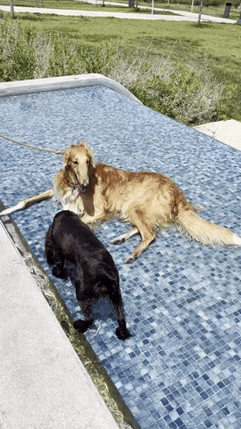 Meme GIF