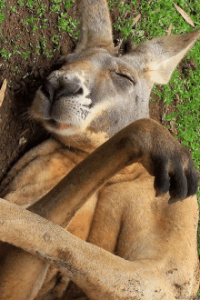  kangaroo GIF