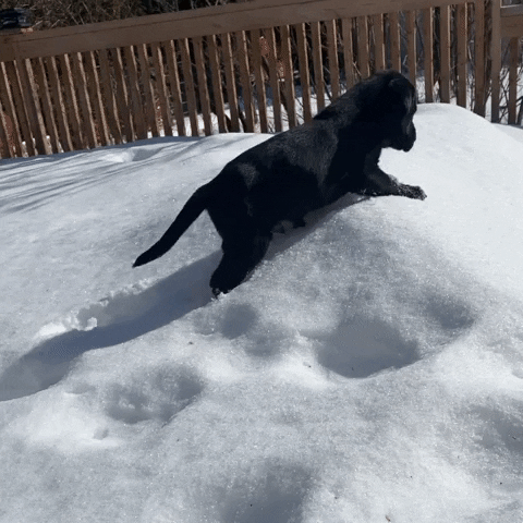 Canadian Guide Dogs For The Blind GIF