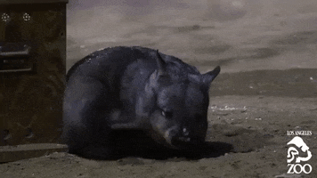 scratching los angeles zoo GIF by Los Angeles Zoo and Botanical Gardens