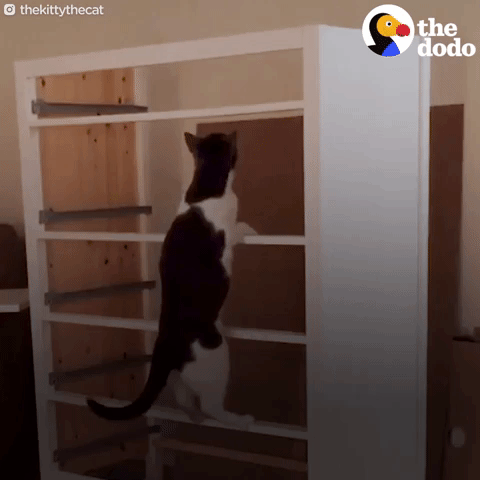 cat GIF by The Dodo