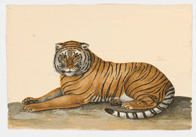 Natural History Painting GIF by McGill University Library