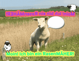 Schaf GIF by fehmarn.de