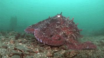 Giant Pacific Octopus GIF by OctoNation® The Largest Octopus Fan Club!