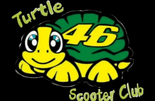 Turtles GIF