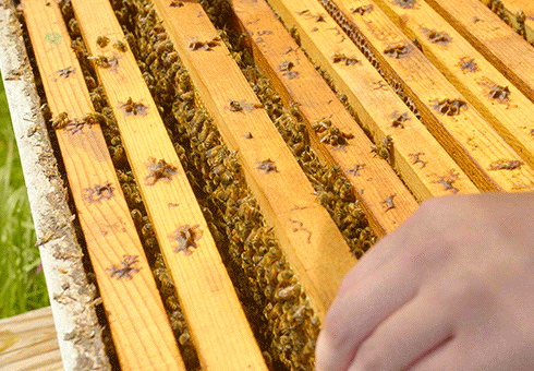 Honey Bee Frame GIF by University of Florida - Find & Share on GIPHY