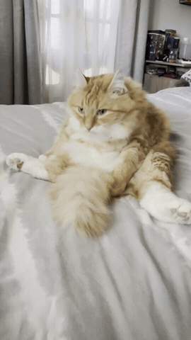 Funny Cat GIF