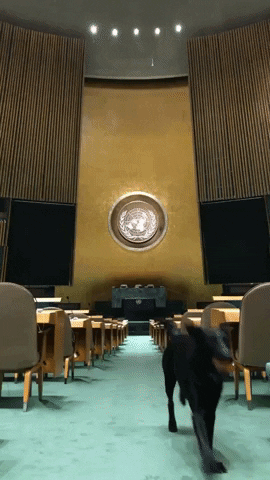 general assembly dog GIF by United Nations