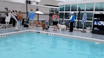 Obg Cocker Rescue GIF by We the Dogs DC