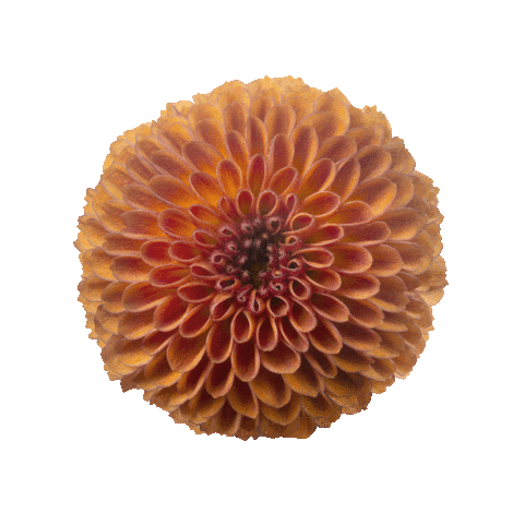Dekker Chrysanten Sticker