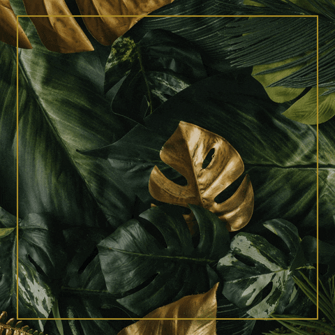 PiKNiK GIF