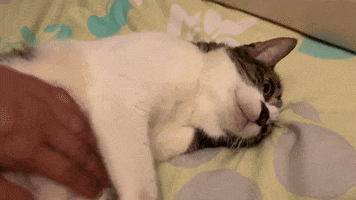 Cat GIF