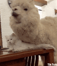 Cat Love Gif By Tiktok Find Share On Giphy