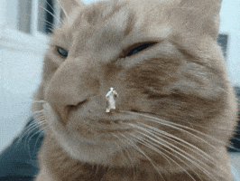 Cat GIF