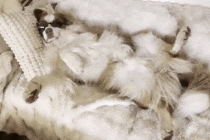 Rambo Im A Boss GIF