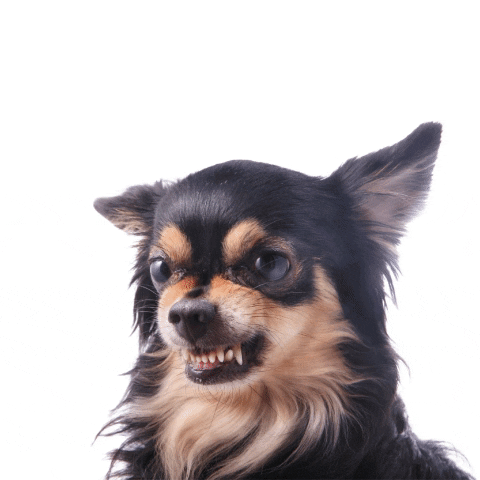 angry puppy GIF by Keto-Mojo
