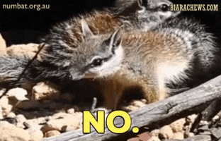 Biara Chews GIF