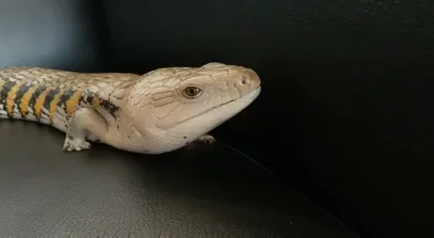 Blue Tongue Skink Lizard GIF by GIPHY Engineer #3422
