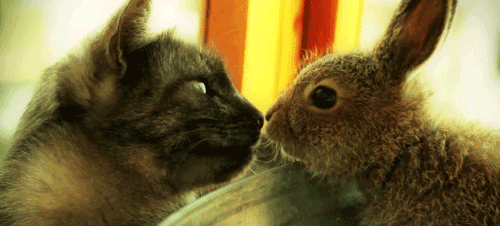 Rabbit Kiss GIF - Find & Share on GIPHY