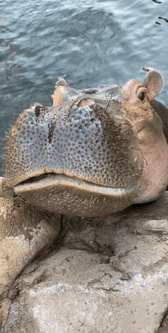 Big Mouth Eating GIF by Cincinnati Zoo