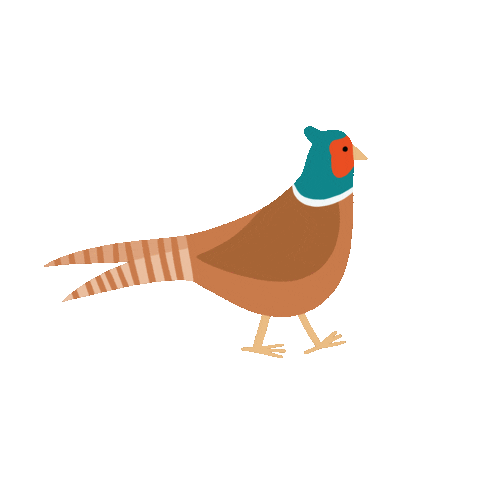 Pheasant Sticker by Martinut