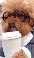 Pumpkin Spice Coffee GIF
