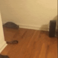 cat GIF by The Videobook