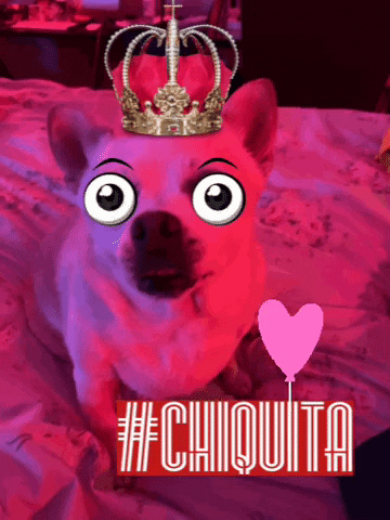 Dog GIF
