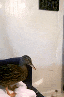 200.gif?cid=fc005b08f66d9410893576874937b08e3b76a6aee02813de&rid=200.gif&ct=g
