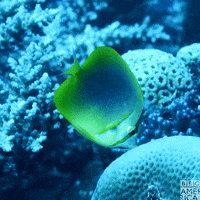 coral real world gif