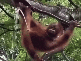 Monkey GIF