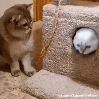 cats GIF