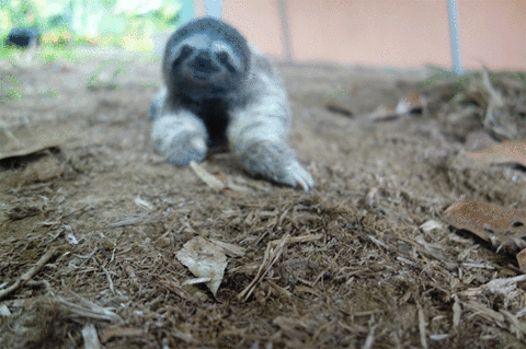 baby sloth