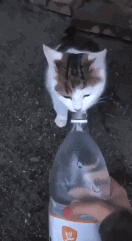 Cat Cat GIF