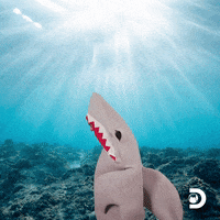 Whats Up Love GIF by Shark Week
