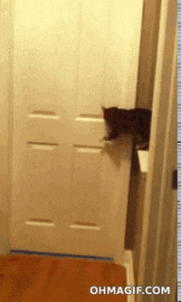 https://media1.giphy.com/media/dfMXANwGfpTbi/200w.gif