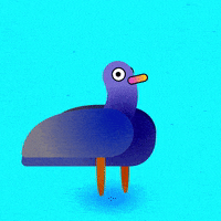 Bird Question GIF by Kev Lavery