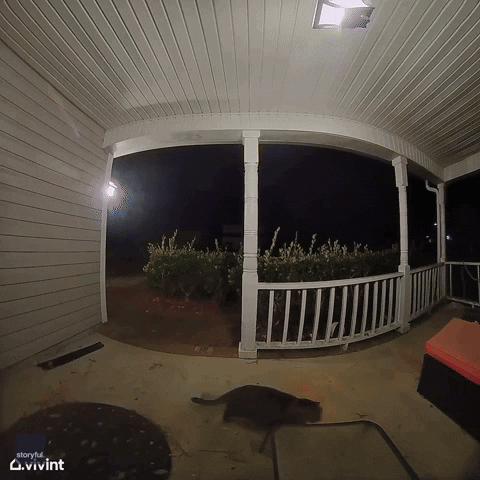 Let Me In Cat GIF by Storyful