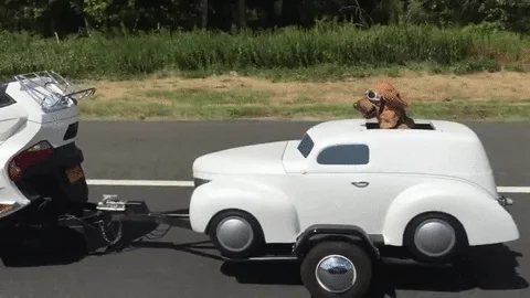 dog tailgating GIF