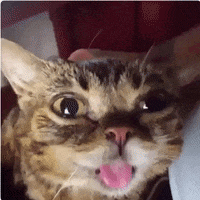 cat lolcat GIF by The Videobook