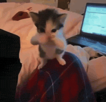 Kook GIF