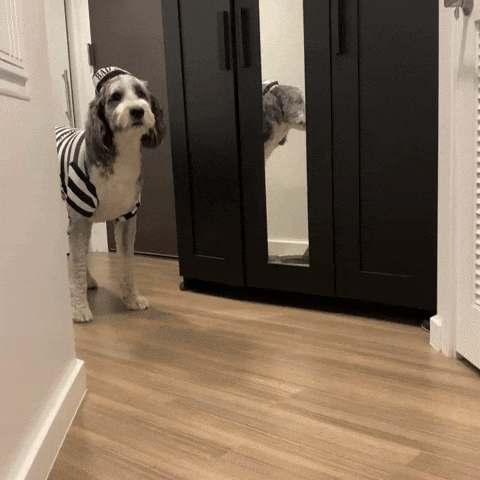 Halloween Dog GIF