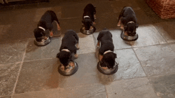 Dogs Puppies GIF by Helen Woodward Animal Center